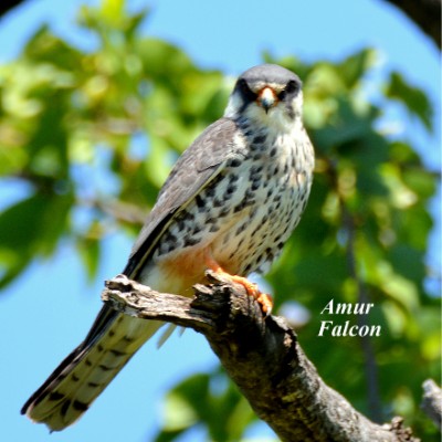 Amur Falcon